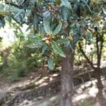 Quercus ilex ᱥᱟᱠᱟᱢ