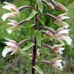 Epipactis palustris Flor