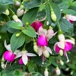 Fuchsia magellanicaКвітка