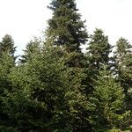 Abies cephalonica Alkat (teljes növény)