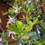 Magnolia stellata Liść