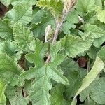 Convolvulus althaeoides Leaf