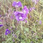 Phacelia parryi Flor