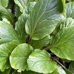 Bergenia crassifolia Leaf