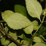 Varronia bullata Лист