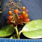 Notopleura epiphytica Fruit