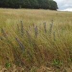 Echium vulgareЦвят