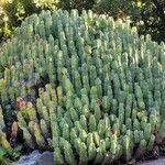 Euphorbia resinifera Habit
