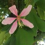 Bauhinia purpureaΛουλούδι