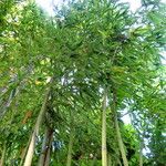 Phyllostachys aurea Staniste