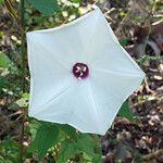 Ipomoea pandurata Flor