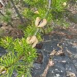 Pinus banksiana Fruit