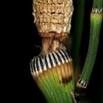 Equisetum laevigatum ফল