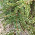 Picea sitchensis Foglia