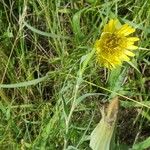 Tragopogon dubiusFlower