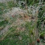 Stipa pennata Liść