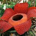 Rafflesia arnoldi 花