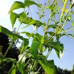Silphium perfoliatum Yeri