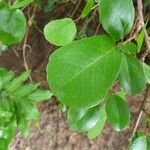 Flacourtia indica Leaf