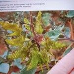 Crotalaria pallida Лист