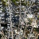 Lepidium densiflorum Frukto