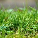 Festuca gautieri Leaf