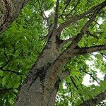 Acer pseudoplatanus Habitat