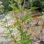 Eupatorium cannabinumList