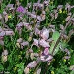 Serapias lingua Flor