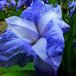 Iris pallida 花