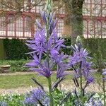 Camassia leichtlinii Flor