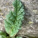 Senecio doria Leaf