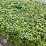 Toxicodendron diversilobum Hoja