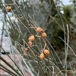 Retama sphaerocarpa Fruit