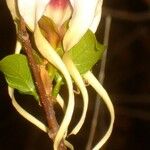 Strophanthus sarmentosus Λουλούδι