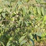 Celtis africana Folio