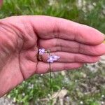 Nuttallanthus canadensis Fleur