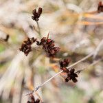 Juncus triglumis Kukka