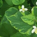 Houttuynia cordata ഇല