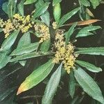 Myrica faya ফুল