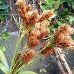 Cyperus ligularis Květ