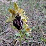 Ophrys passionis 花