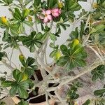 Adenium obesum Hoja