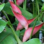 Heliconia stricta Flor