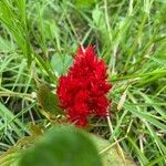 Celosia argenteaപുഷ്പം