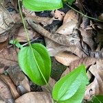 Smilax rotundifolia List