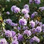 Rhododendron hippophaeoides Habitat