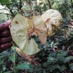 Pterocarpus soyauxii Gyümölcs