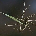 Cynodon plectostachyus Çiçek