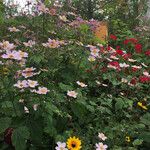 Anemone hupehensis Habitus